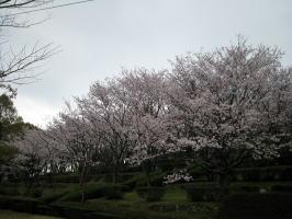 蟻尾山公園の桜