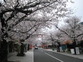 門前商店街の桜