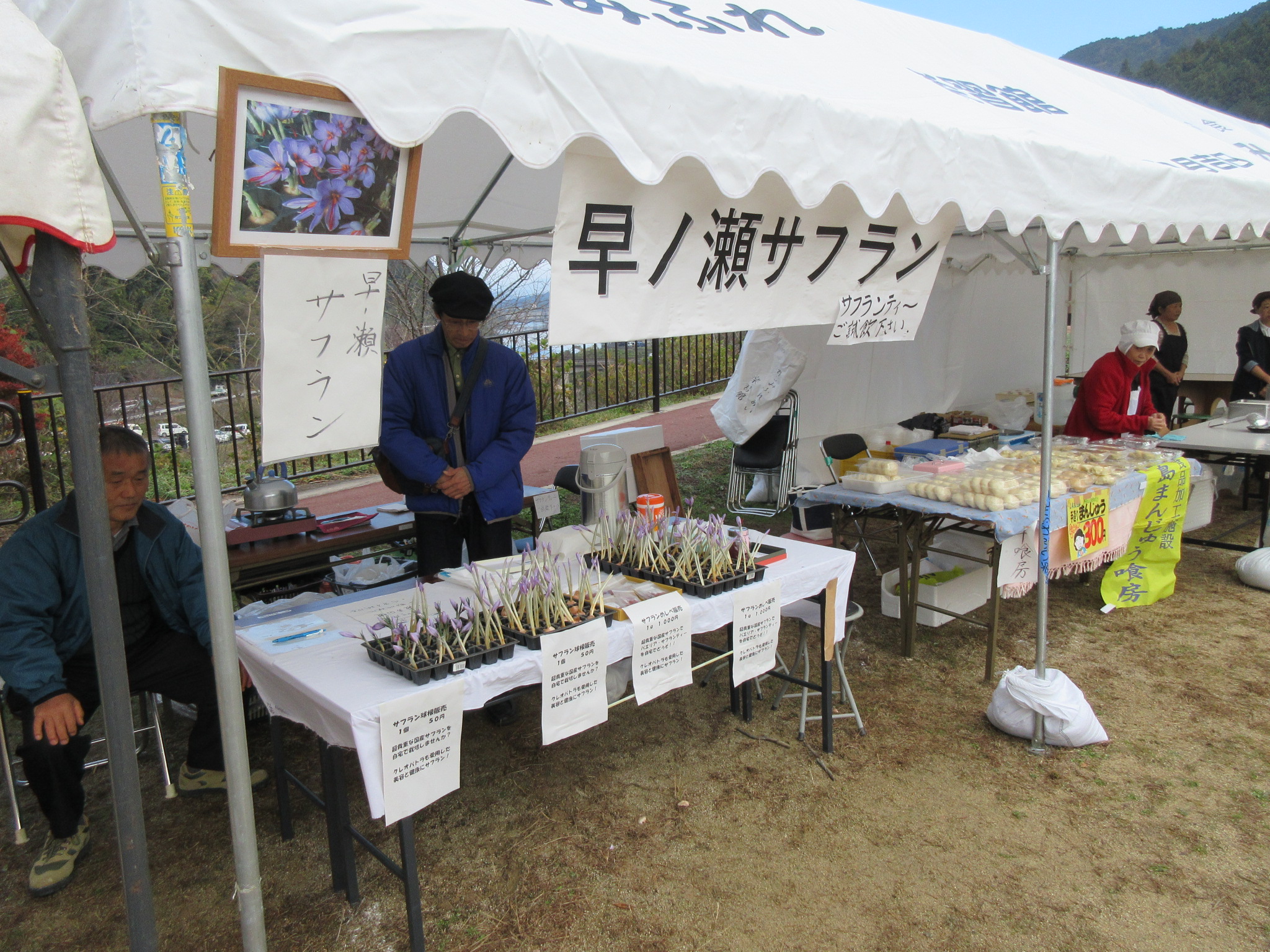 サフラン栽培活動日誌 鹿島市 佐賀県