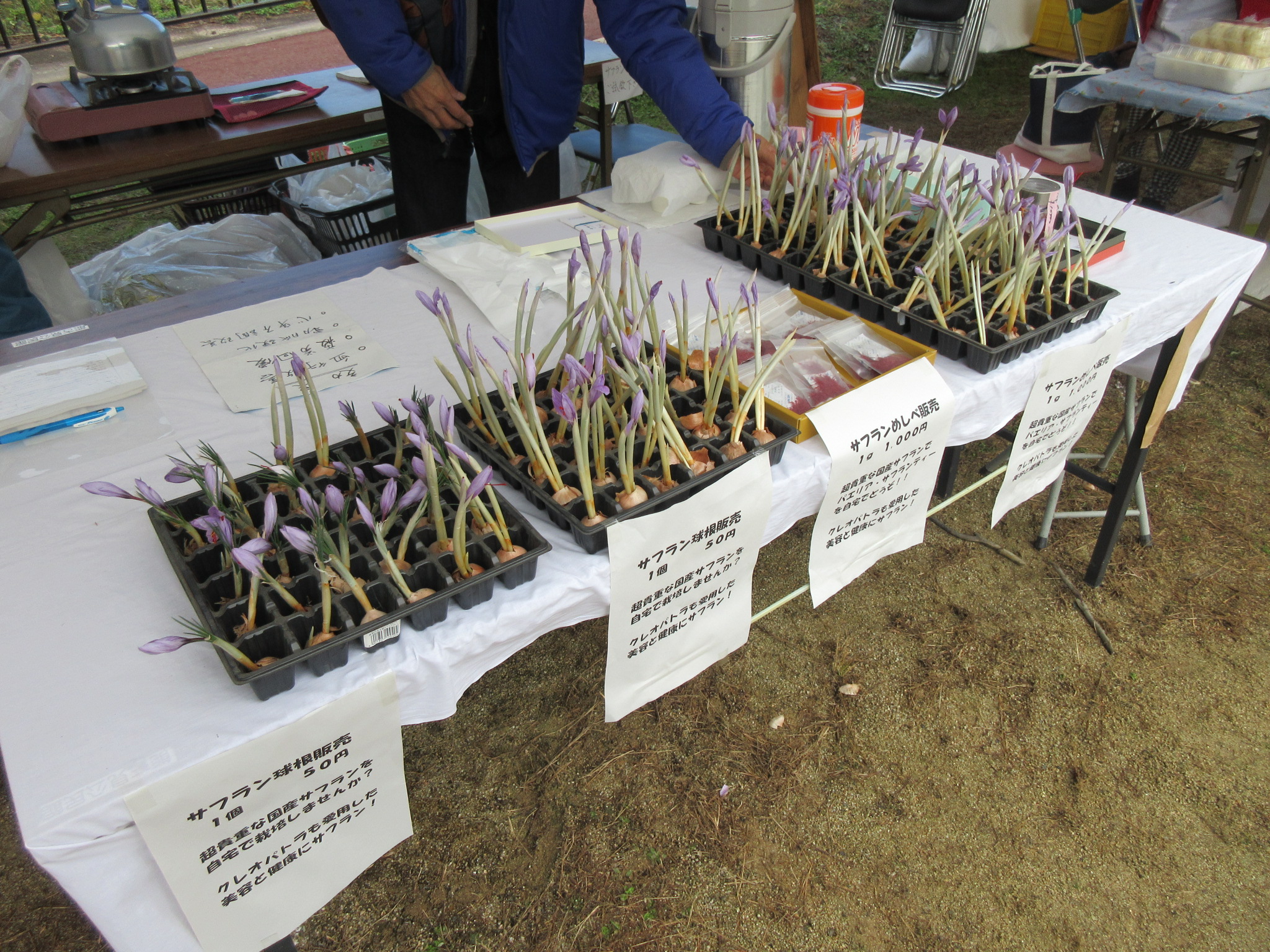 サフラン栽培活動日誌 鹿島市 佐賀県