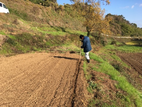 サフラン栽培活動日誌 鹿島市 佐賀県
