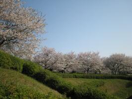 臥竜ヶ岡公園の桜