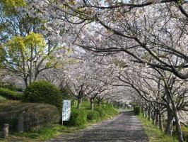 臥竜ヶ岡公園の桜