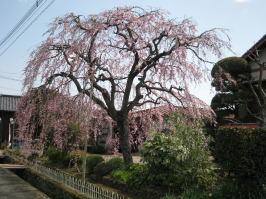 のごみ人形工房のしだれ桜