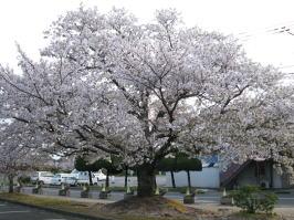 鹿島市役所の一本桜