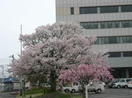 鹿島市役所の一本桜