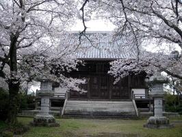 誕生院の桜