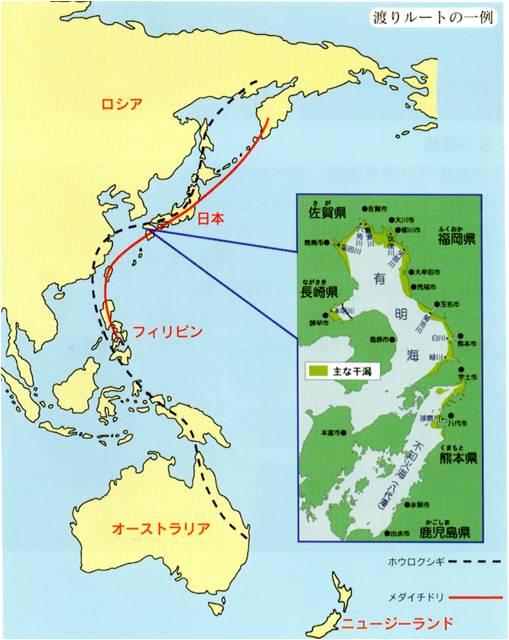 渡り鳥の飛行ルート図