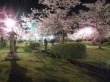 旭ヶ岡公園夜桜1
