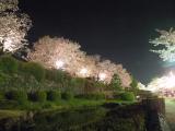 旭ヶ岡公園夜桜2