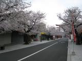 祐徳門前の桜
