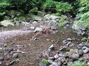 水遊びができる沢