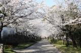 花のトンネル